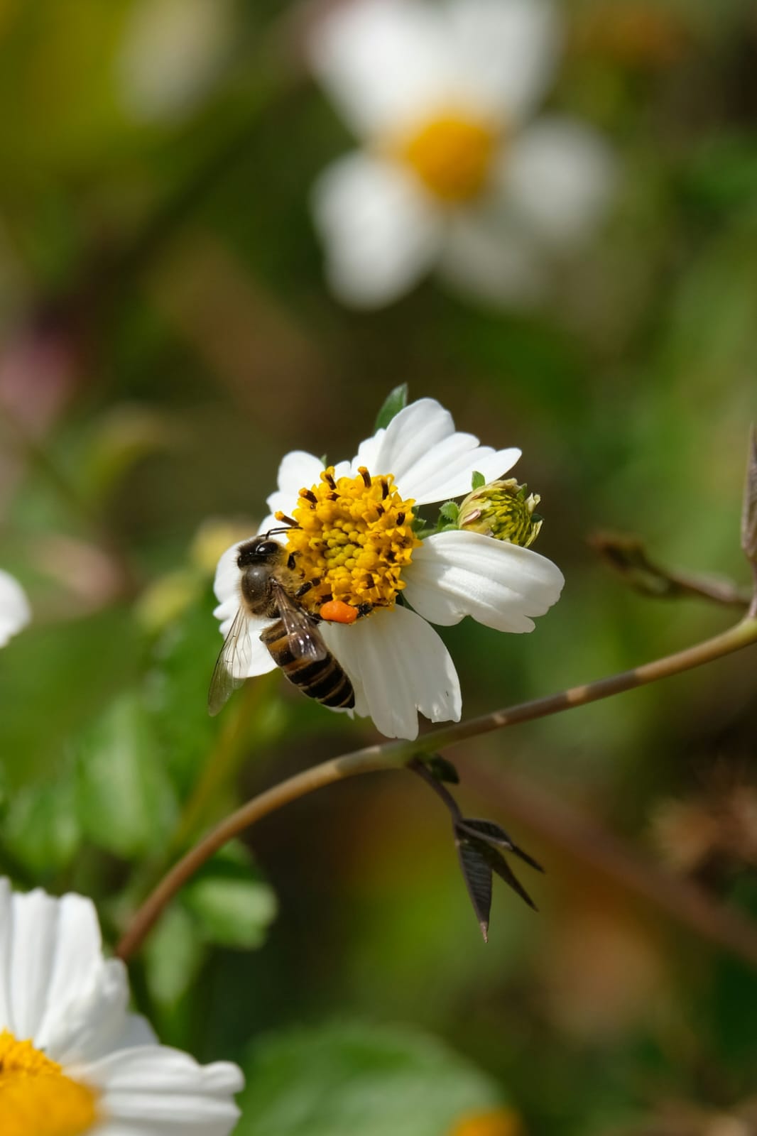 WhatsApp Image 2026-04-05 at 15.18.27 (1).jpeg