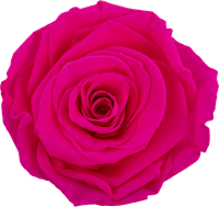 Neon Magenta