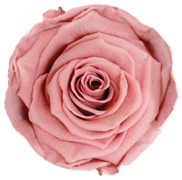 Dusty Pink