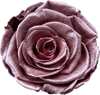 Pink Rose
