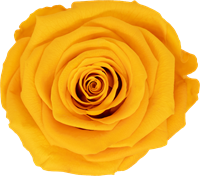 Gold Yellow