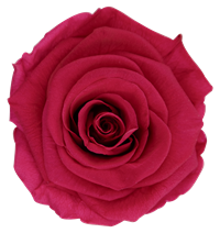 Cherry Blush
