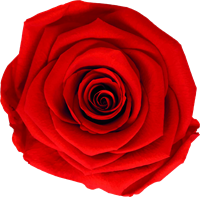 Scarlet