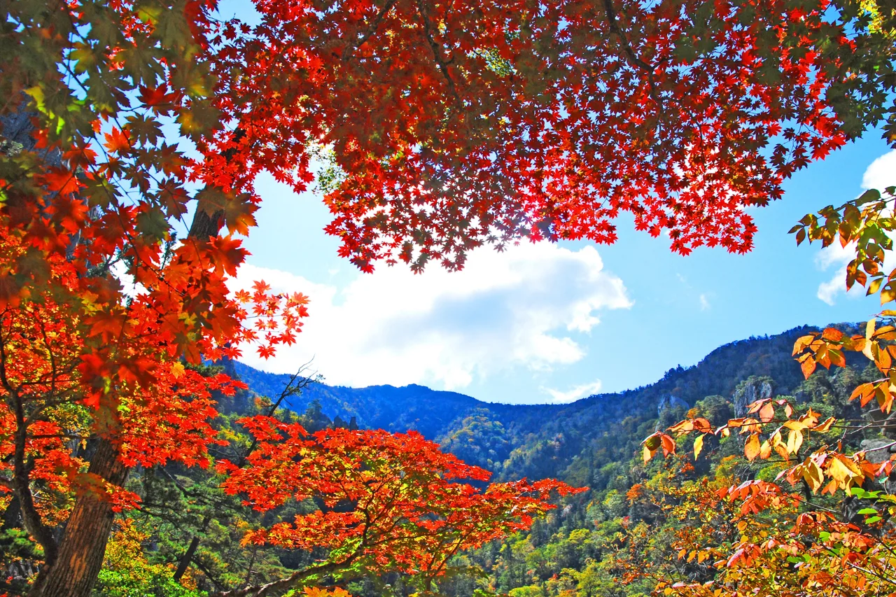 Аренда авто с водителем — Gangwon-do